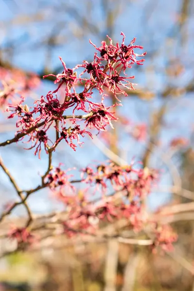 Saint Gallen, İsviçre, 5 Mart 2025 Hamamelis X Intermedia Ruby Glow veya botanik bahçesindeki melez cadı fındığı fabrikası
