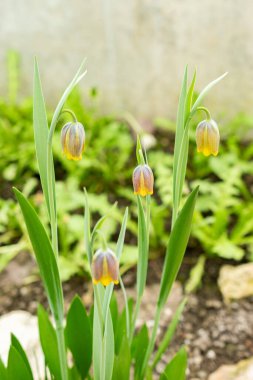 Saint Gallen, İsviçre, 21 Mart 2025 Fritillaria Uva-Vulpis veya botanik bahçesindeki tilki üzümlü fritilki fabrikası