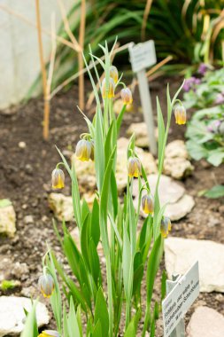 Saint Gallen, İsviçre, 21 Mart 2025 Fritillaria Uva-Vulpis veya botanik bahçesindeki tilki üzümlü fritilki fabrikası