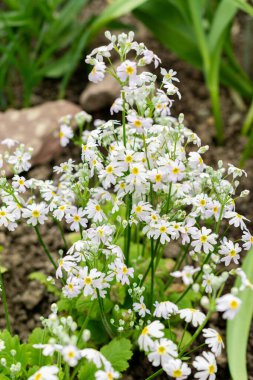 Saint Gallen, İsviçre, 21 Mart 2025 Botanik Bahçesindeki Primula Nutaniflora fabrikası