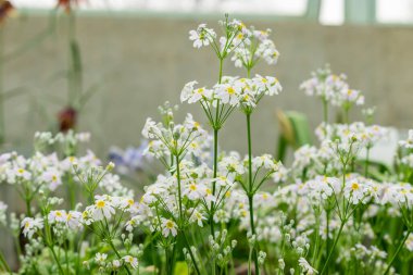 Saint Gallen, İsviçre, 21 Mart 2025 Botanik Bahçesindeki Primula Nutaniflora fabrikası