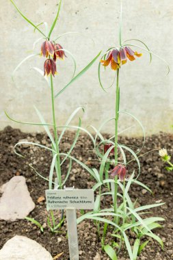Saint Gallen, İsviçre, 21 Mart 2025 Fritillaria Rutenica, Botanik Bahçesi