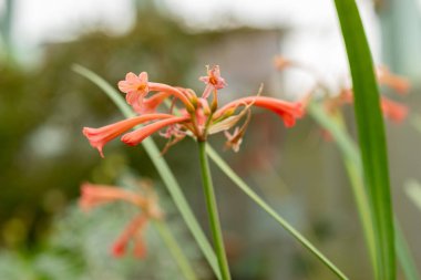 Saint Gallen, İsviçre, 21 Mart 2025 Cyrtanthus Angustifolius bitkisi botanik bahçesinde