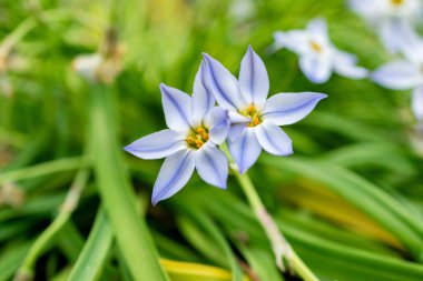 Saint Gallen, İsviçre, 21 Mart 2025 Ipheion Uniflorum veya botanik bahçesindeki bahar yıldızı planlamacısı