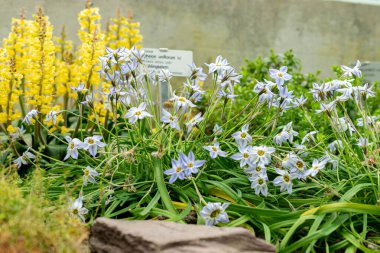 Saint Gallen, İsviçre, 21 Mart 2025 Ipheion Uniflorum veya botanik bahçesindeki bahar yıldızı planlamacısı