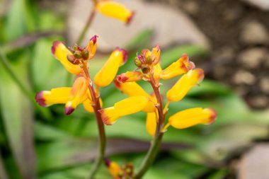Saint Gallen, İsviçre, 21 Mart 2025 Lachenalia Aloides, Botanik Bahçesi.