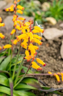 Saint Gallen, İsviçre, 21 Mart 2025 Lachenalia Aloides, Botanik Bahçesi.