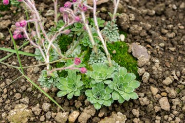 Saint Gallen, İsviçre, 21 Mart 2025 Saxifraga Srtibrnyi, Botanik Bahçesi
