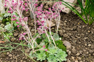 Saint Gallen, İsviçre, 21 Mart 2025 Saxifraga Srtibrnyi, Botanik Bahçesi