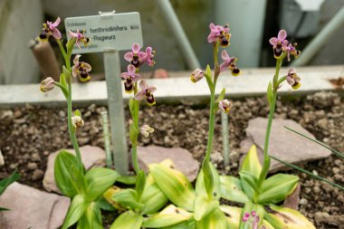 Saint Gallen, İsviçre, 21 Mart 2025 Ophrys Tenthredinifera veya botanik bahçesindeki testere sineği orkidesi