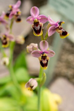 Saint Gallen, İsviçre, 21 Mart 2025 Ophrys Tenthredinifera veya botanik bahçesindeki testere sineği orkidesi
