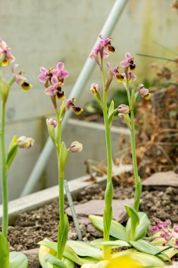 Saint Gallen, İsviçre, 21 Mart 2025 Ophrys Tenthredinifera veya botanik bahçesindeki testere sineği orkidesi