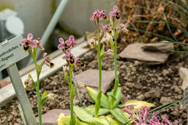 Saint Gallen, İsviçre, 21 Mart 2025 Ophrys Tenthredinifera veya botanik bahçesindeki testere sineği orkidesi