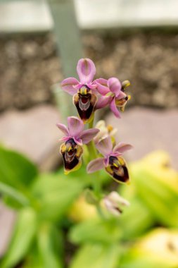 Saint Gallen, İsviçre, 21 Mart 2025 Ophrys Tenthredinifera veya botanik bahçesindeki testere sineği orkidesi