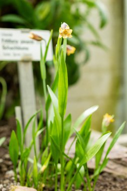 Saint Gallen, İsviçre, 21 Mart 2025 Fritillaria Pinardii bitkisi botanik bahçesinde