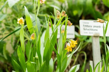 Saint Gallen, İsviçre, 21 Mart 2025 Fritillaria Pinardii bitkisi botanik bahçesinde