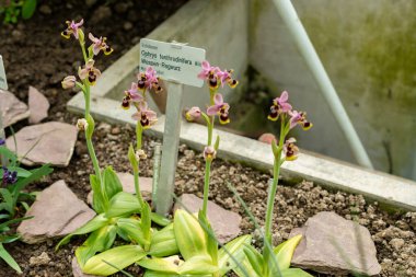 Saint Gallen, İsviçre, 21 Mart 2025 Ophrys Tenthredinifera veya botanik bahçesindeki testere sineği orkidesi