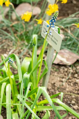Saint Gallen, İsviçre, 21 Mart 2025 Botanik Bahçesindeki Bellevalia Dubia fabrikası