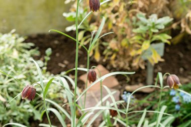Saint Gallen, İsviçre, 21 Mart 2025 Fritillaria Tenella Bitkisi Botanik Bahçesinde