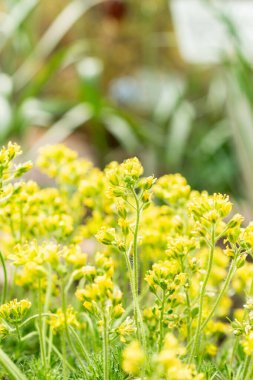 Saint Gallen, İsviçre, 21 Mart 2025 Botanik Bahçesindeki Draba Hispanica fabrikası