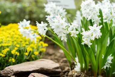 Saint Gallen, İsviçre, 21 Mart 2025 Puschkinia Scilloides veya botanik bahçesindeki Lübnan Squill fabrikası