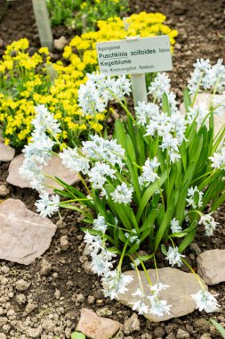 Saint Gallen, İsviçre, 21 Mart 2025 Puschkinia Scilloides veya botanik bahçesindeki Lübnan Squill fabrikası