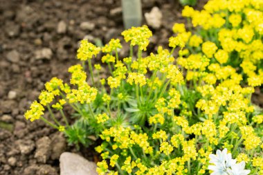 Saint Gallen, İsviçre, 21 Mart 2025 Draba Parnassica Botanik Bahçesi