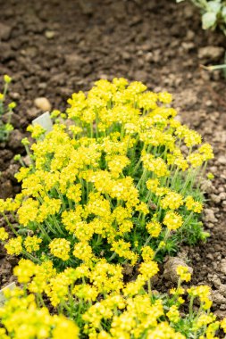 Saint Gallen, İsviçre, 21 Mart 2025 Draba Parnassica Botanik Bahçesi