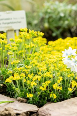 Saint Gallen, İsviçre, 21 Mart 2025 Draba Parnassica Botanik Bahçesi