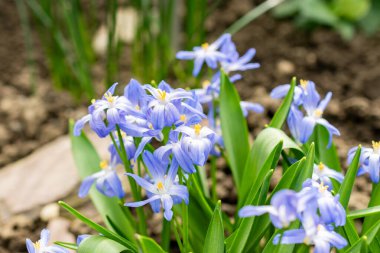 Saint Gallen, İsviçre, 21 Mart 2025 Chionodoxa Luciliae veya patronların botanik bahçesindeki kar bitkisinin ihtişamı.