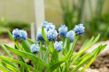 Saint Gallen, İsviçre, 21 Mart 2025 Muscari Azureum veya botanik bahçesindeki gök mavisi sümbül bitkisi