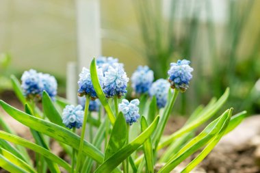 Saint Gallen, İsviçre, 21 Mart 2025 Muscari Azureum veya botanik bahçesindeki gök mavisi sümbül bitkisi