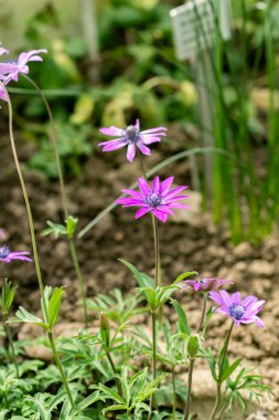Saint Gallen, İsviçre, 21 Mart 2025 Anemone Hortensis veya botanik bahçesindeki geniş yapraklı anemon bitkisi