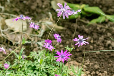 Saint Gallen, İsviçre, 21 Mart 2025 Anemone Hortensis veya botanik bahçesindeki geniş yapraklı anemon bitkisi