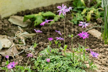 Saint Gallen, İsviçre, 21 Mart 2025 Anemone Hortensis veya botanik bahçesindeki geniş yapraklı anemon bitkisi