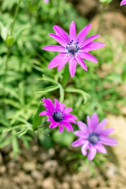 Saint Gallen, İsviçre, 21 Mart 2025 Anemone Hortensis veya botanik bahçesindeki geniş yapraklı anemon bitkisi