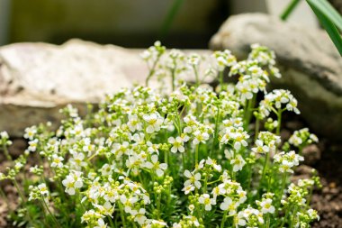 Saint Gallen, İsviçre, 21 Mart 2025 Botanik Bahçesindeki Draba Dedeana fabrikası