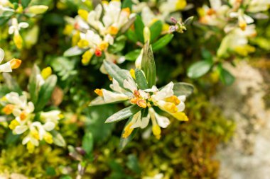 Saint Gallen, İsviçre, 21 Mart 2025 Polygala Chamaebuxus veya botanik bahçesindeki çalılık süt otları.