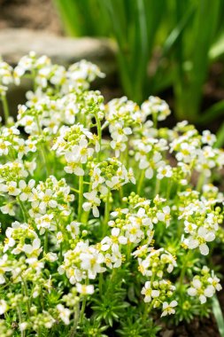 Saint Gallen, İsviçre, 21 Mart 2025 Botanik Bahçesindeki Draba Dedeana fabrikası