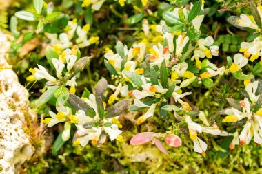 Saint Gallen, İsviçre, 21 Mart 2025 Polygala Chamaebuxus veya botanik bahçesindeki çalılık süt otları.