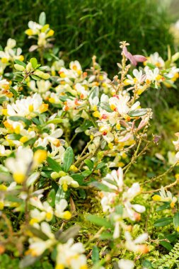 Saint Gallen, İsviçre, 21 Mart 2025 Polygala Chamaebuxus veya botanik bahçesindeki çalılık süt otları.