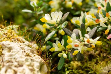 Saint Gallen, İsviçre, 21 Mart 2025 Polygala Chamaebuxus veya botanik bahçesindeki çalılık süt otları.