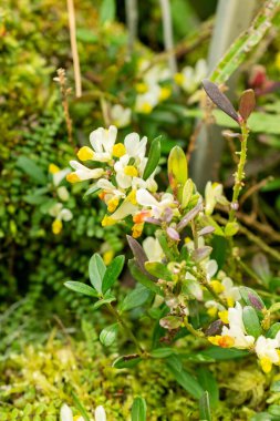 Saint Gallen, İsviçre, 21 Mart 2025 Polygala Chamaebuxus veya botanik bahçesindeki çalılık süt otları.