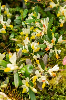 Saint Gallen, İsviçre, 21 Mart 2025 Polygala Chamaebuxus veya botanik bahçesindeki çalılık süt otları.
