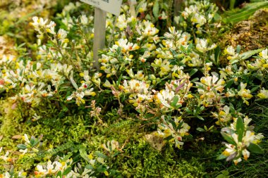 Saint Gallen, İsviçre, 21 Mart 2025 Polygala Chamaebuxus veya botanik bahçesindeki çalılık süt otları.