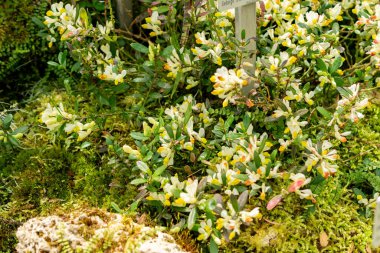 Saint Gallen, İsviçre, 21 Mart 2025 Polygala Chamaebuxus veya botanik bahçesindeki çalılık süt otları.