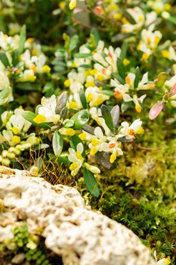 Saint Gallen, İsviçre, 21 Mart 2025 Polygala Chamaebuxus veya botanik bahçesindeki çalılık süt otları.