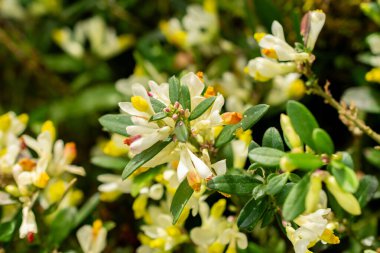 Saint Gallen, İsviçre, 21 Mart 2025 Polygala Chamaebuxus veya botanik bahçesindeki çalılık süt otları.