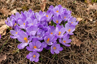 Saint Gallen, İsviçre, 21 Mart 2025 Botanik Bahçesinde Crocus çiçekleri