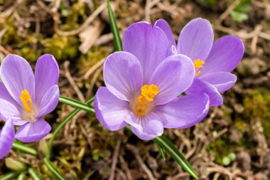 Saint Gallen, İsviçre, 21 Mart 2025 Botanik Bahçesinde Crocus çiçekleri